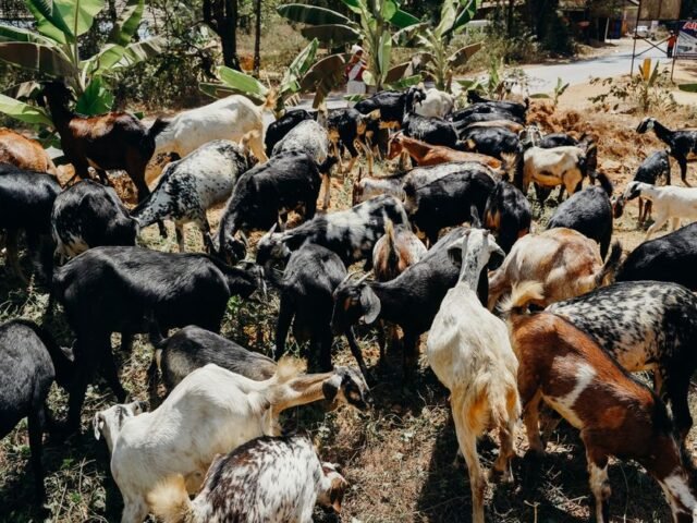 Bakri Santrawali