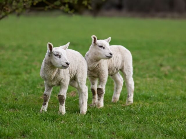 Lamb Vindaloo